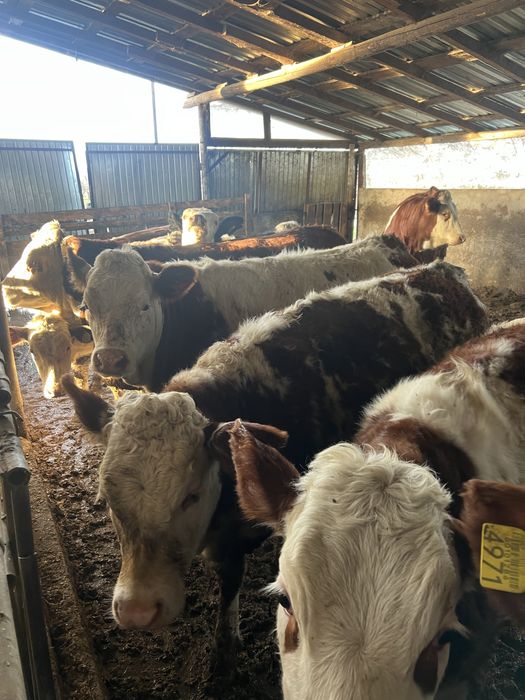 Vaci de vanzare mures