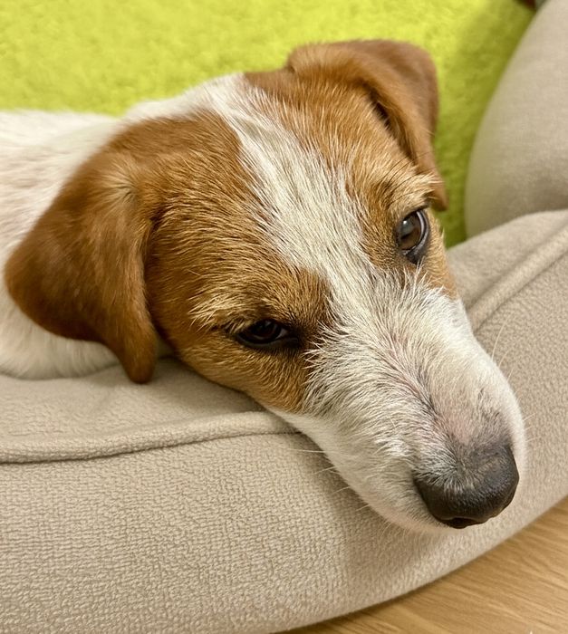 Джек Рассел терьер, девочка, готова к квартире