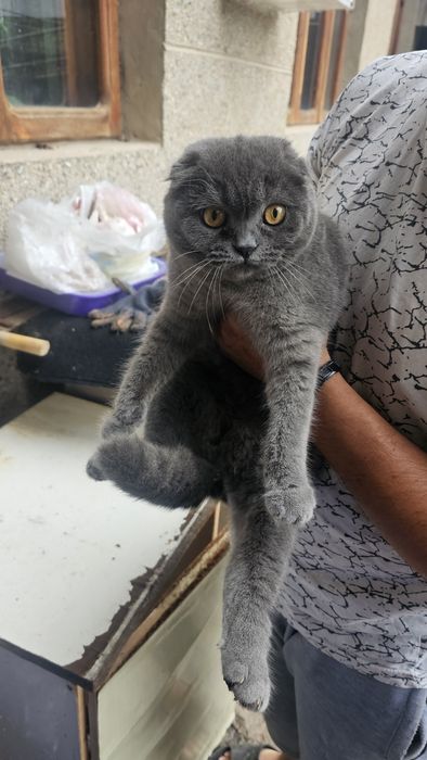 Кошка скотиш фолд