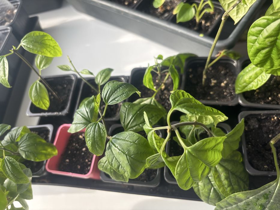 Комнатные цветы  разные.