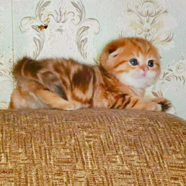 Шикарные милые котята   золотая и серебренная шиншилла 1,5 месяца
