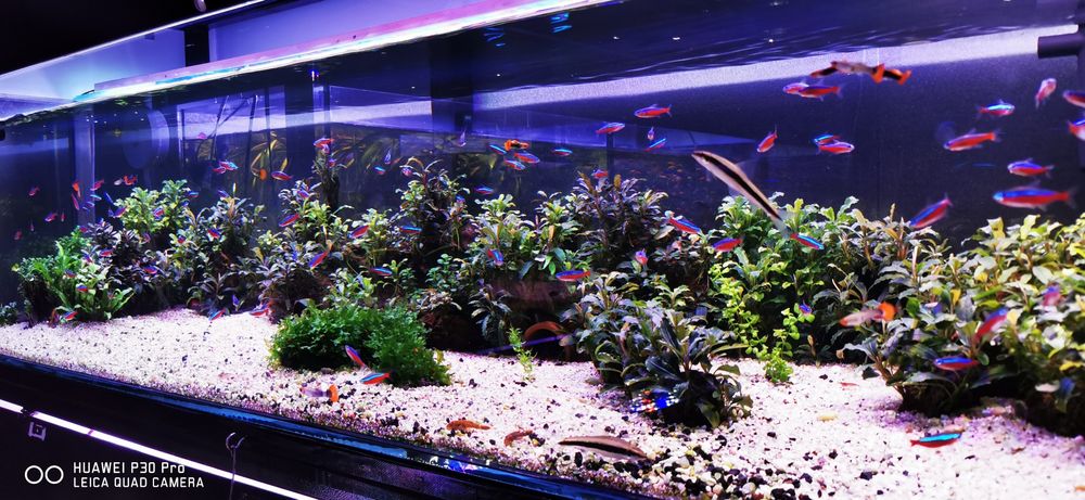 Plante de acvariu, Bucephalandra, Lobelia, Valisneria, plante easy