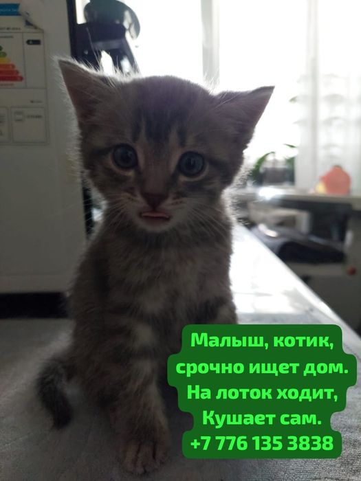 Маленький котенок в добрые руки