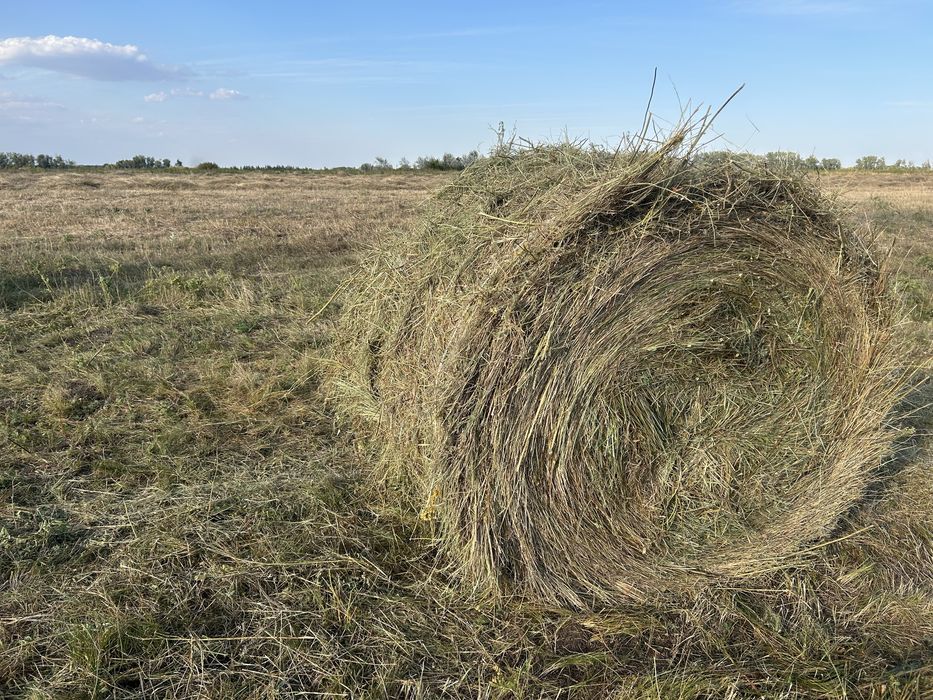 Продам сено луговое