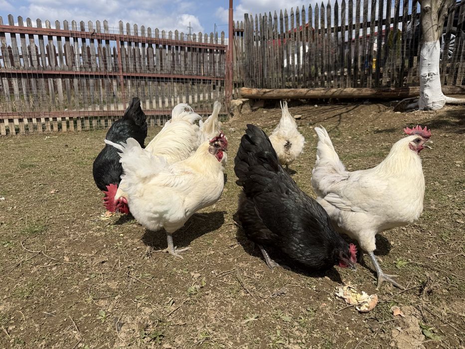 Pui La Bresse + Australorp