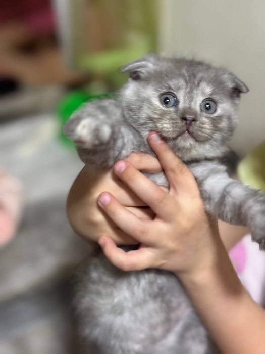 Продаю котят скотишь фолд и страйт