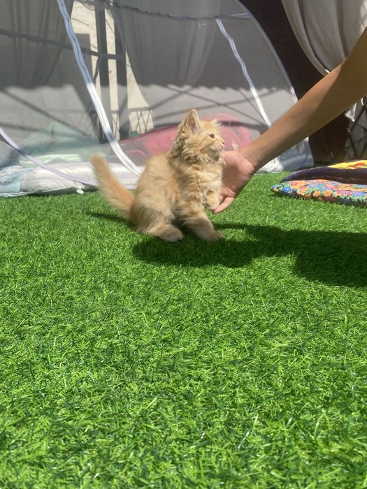 Отдам котенка в добрые руки