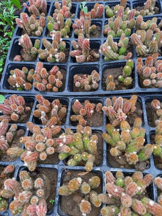 Cactus cu floare roșie , "echinopsis camaecereus ",