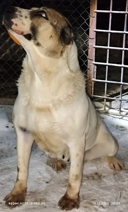 Продам взрослого Алабая!