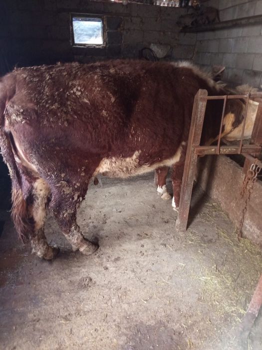 Корова возраст 4-5 лет