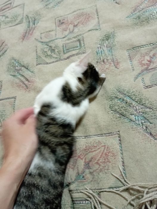 Отдам котика. Мальчик