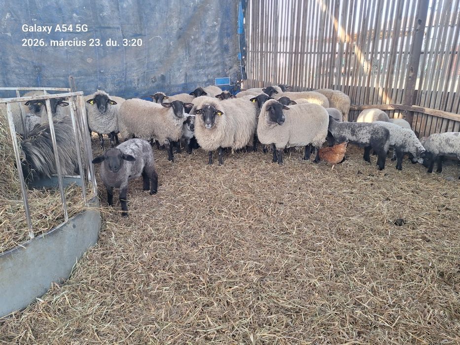 Miei suffolk  de pasti