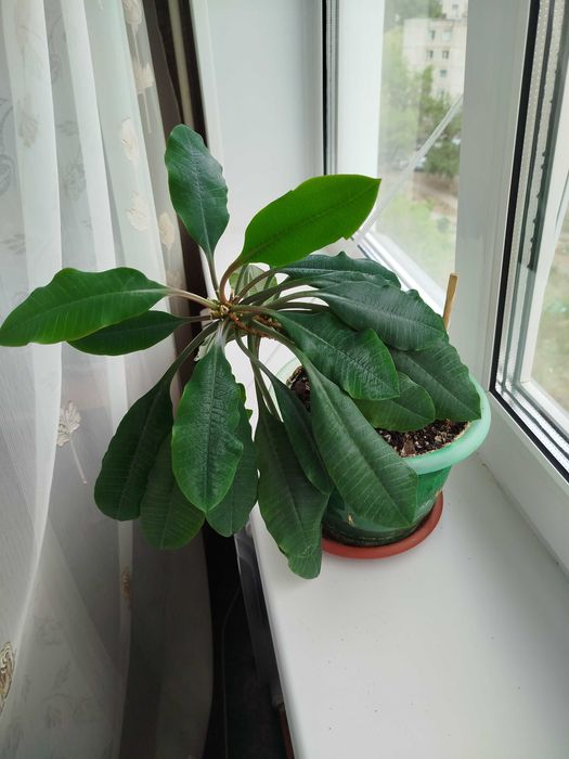 Цветы продам цветы