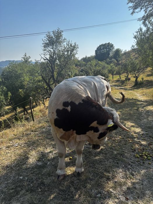Taur de rasa aproape 2 ani