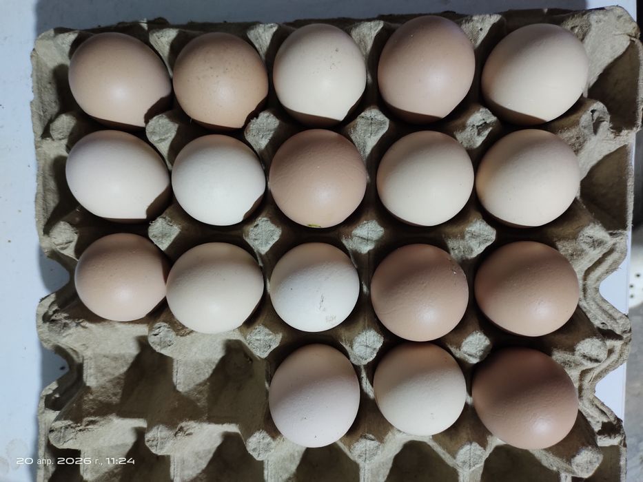 Яйца Брама тухум для инкубации