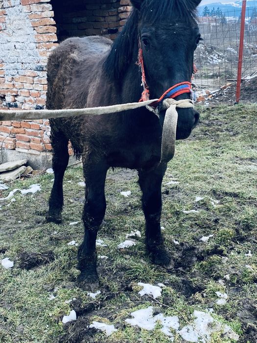 Manz 6/7 luni  din parinti ardenenez