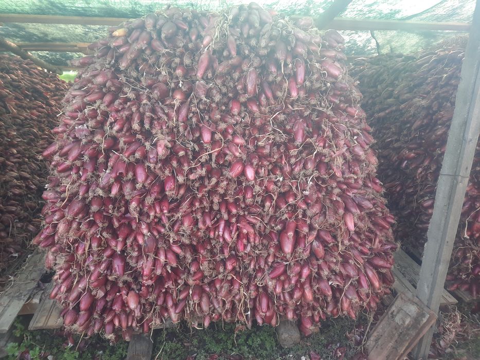 Ceapa rosie de apa Potoceni