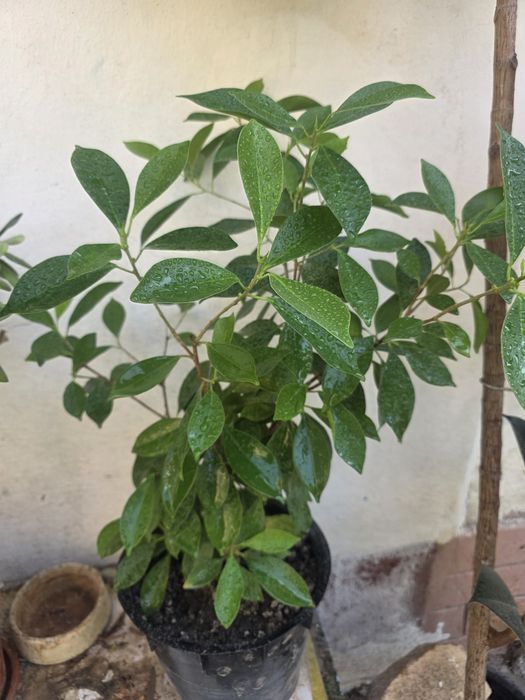 Цветы домашние для офиса, школы, садика.