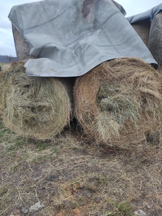 Vând baloți amestec trifoi lucernă