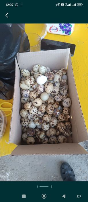 Перепелиные яйца оптом