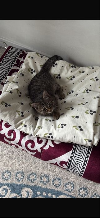 Котенок мальчик ласковый