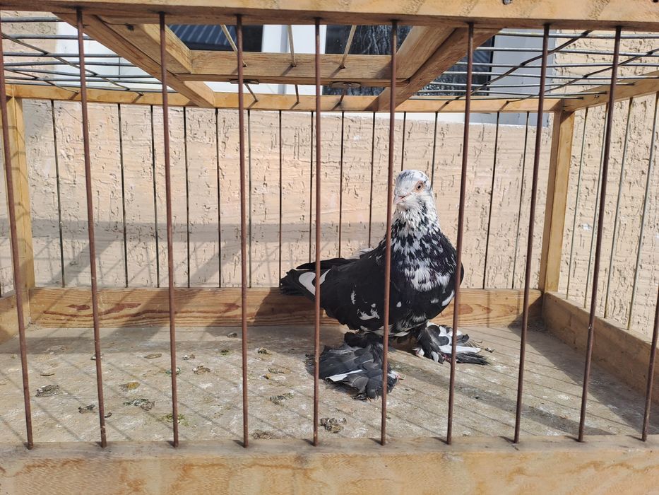 Голуби челкари,жуки ,сочи