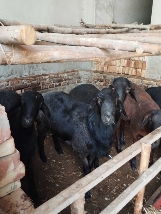 Курбонликка кучкорлар сотилади.