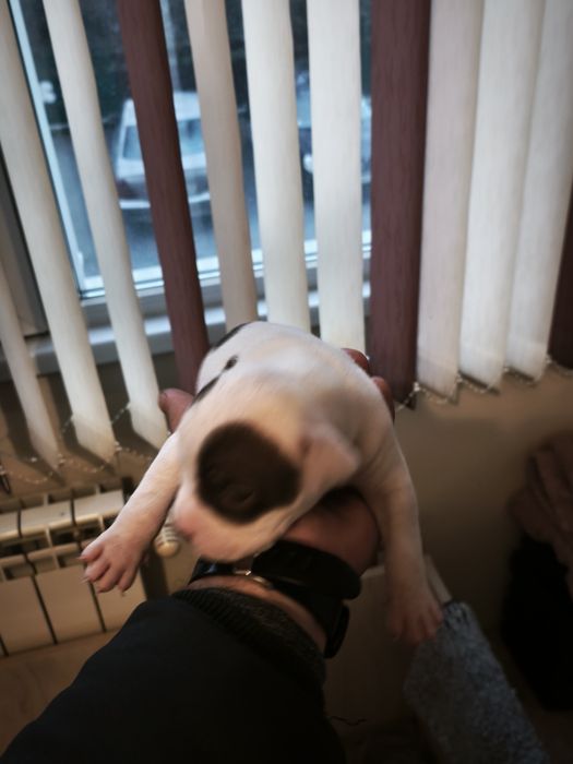 Питбулчета бебета