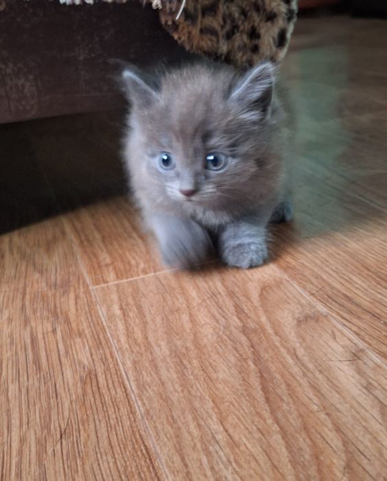 Отдам котят в добрые руки