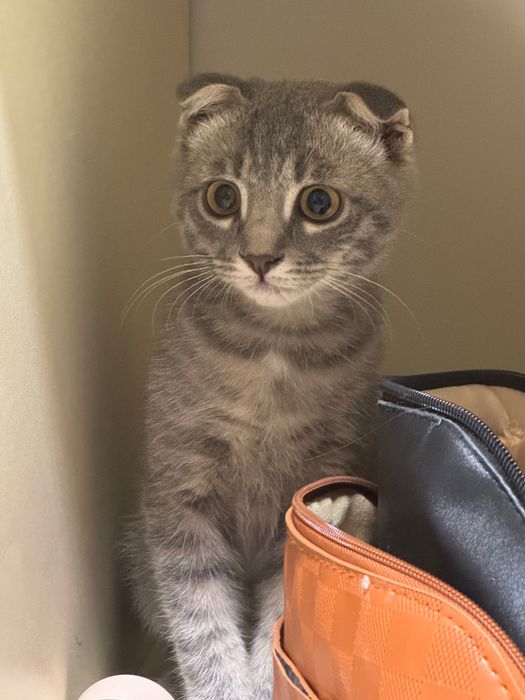 Продается шотланский кот
