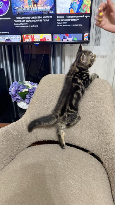 Котёнок Шотландский мраморный