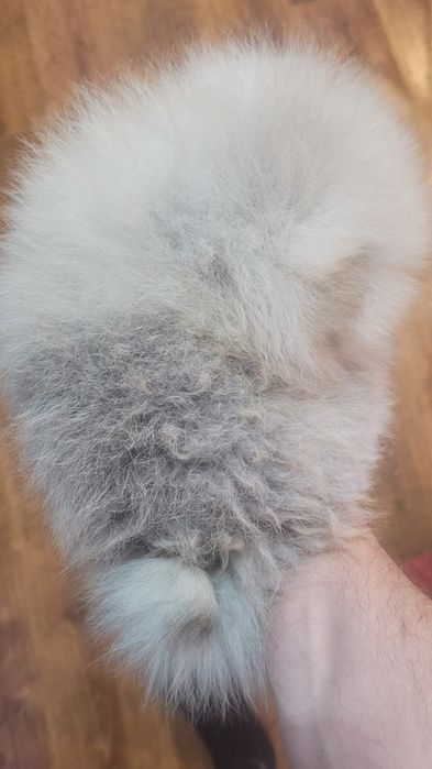 Pomeranian băiețel pufos