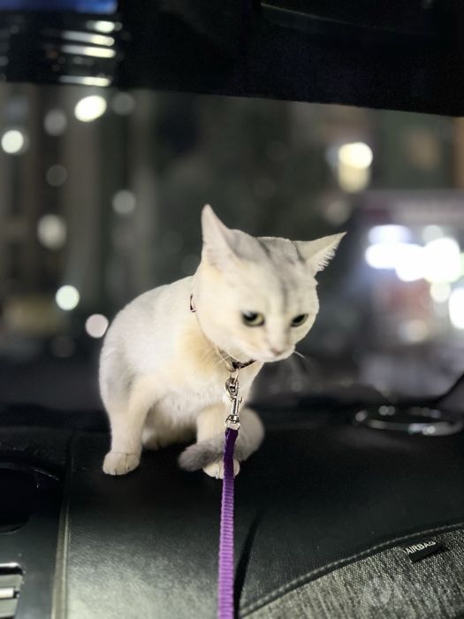 Mushuk. Кошка сотилади