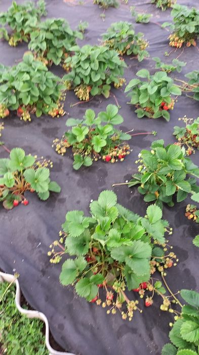 Продам рассаду клубники,сорт КЛЕРИ.