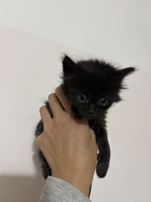 Котята ищут дом
