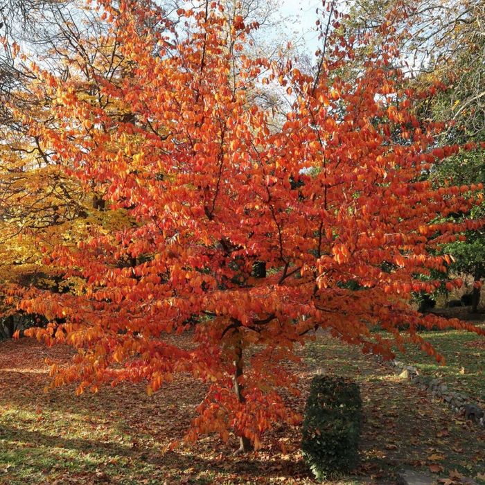 Arborele De Fier Persan