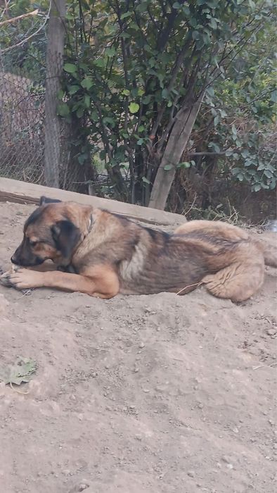 Подаряваме куче ваксини има и е кастрирано