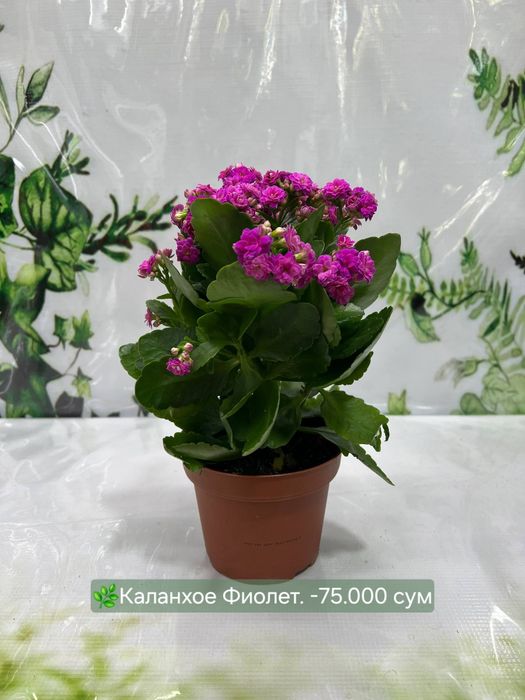 Каланхое, Папоротники разные, Аглаонема Крете  и др