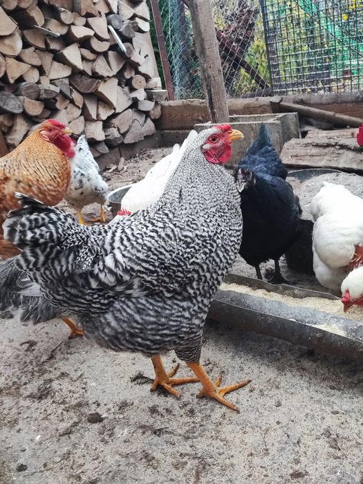 Vând doi cocoși, fără găini!