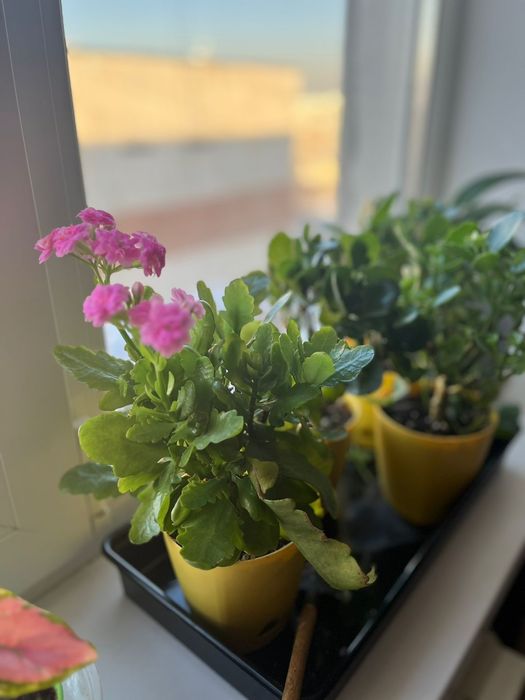 Комнатные цветы _