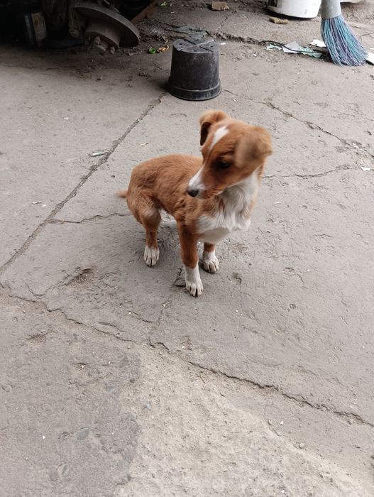 Приблудились собаки