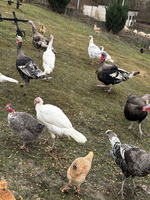 Ofer curcani si curci in spre vanzare!