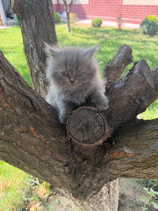 Кошка шиншилла, породистый все , аккуратная