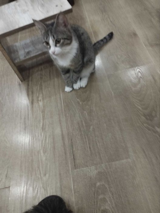 Отдам в добрые ручки кошечку