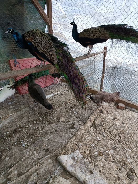 Vînd păuni de reproducere frumoși.