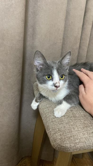 Отдадим кота в добрые руки