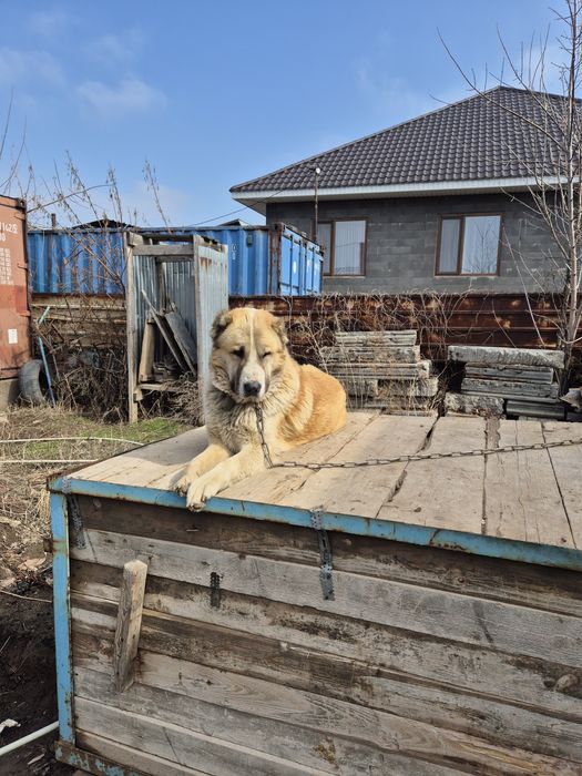 Отдам в хорошие руки