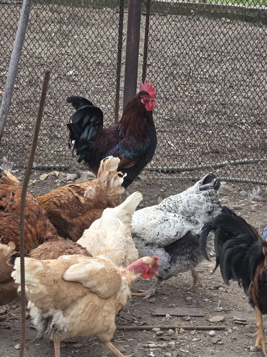 Cocosi tineri de curte