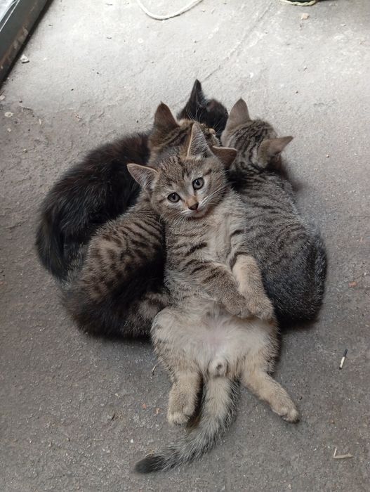 котята полу породистые