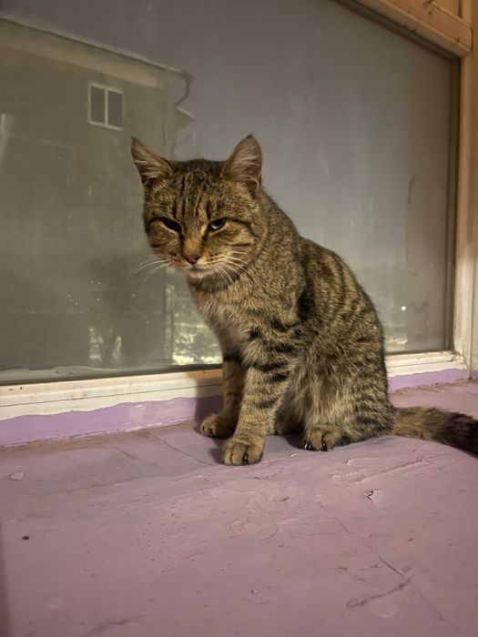 Отдам котика в добрые руки